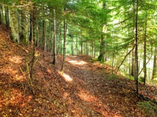 forest trail forest trail