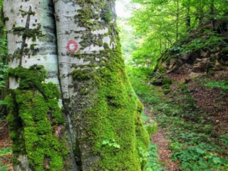 mossy beech mossy beech