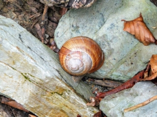 big snail big snail