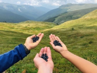 blueberries