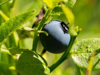 blueberry