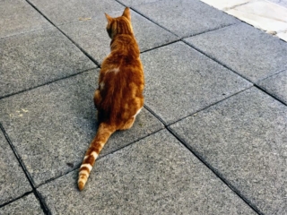 one of the cats one of the cats