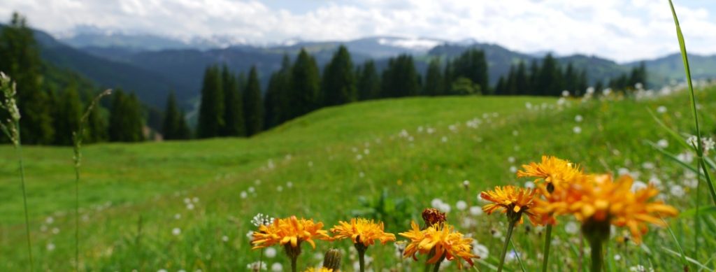 wildflowers - image by H. Wimmer