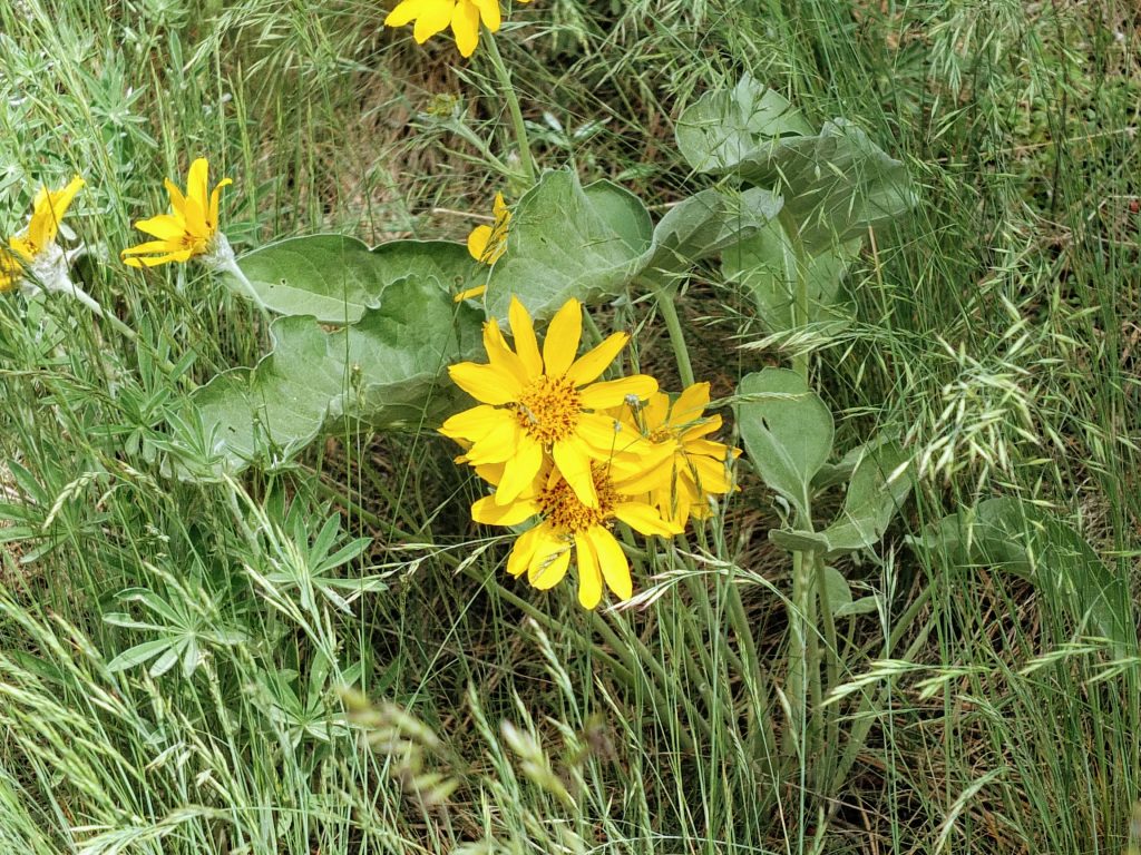 wildflowers wildflowers