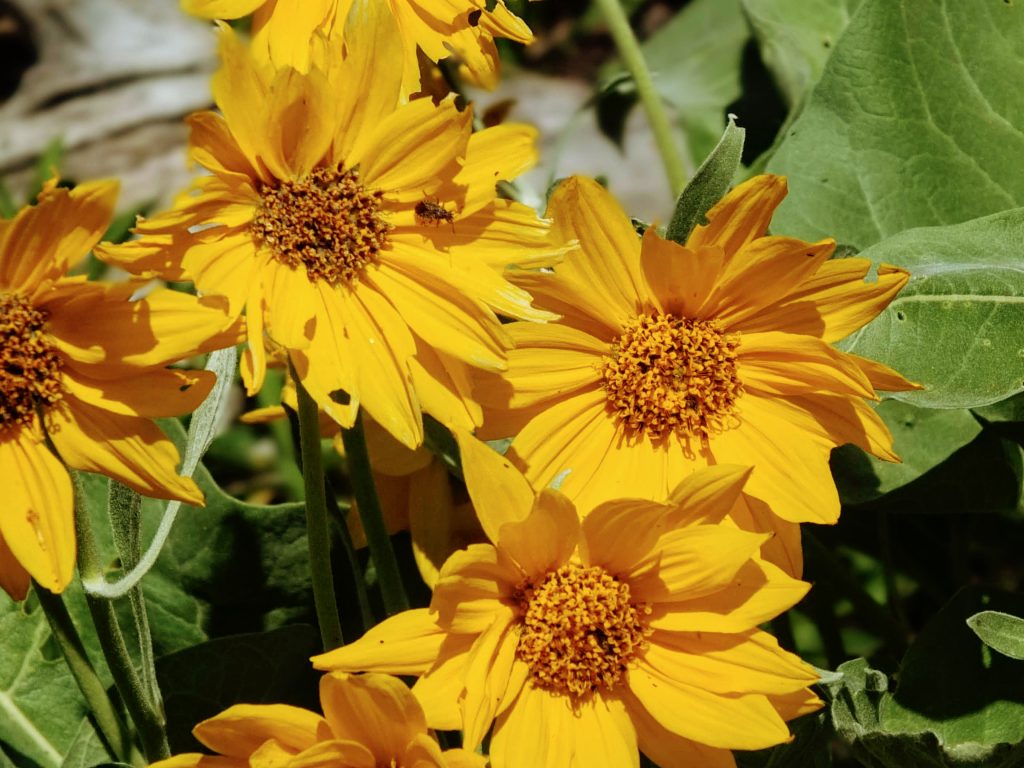 wildflowers wildflowers