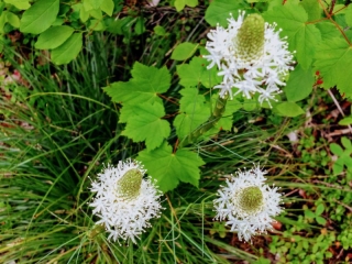 beargrass