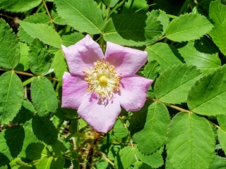 wildflower