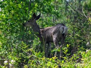 fauna