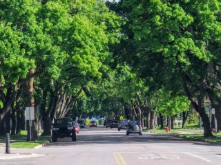 Leafy street in Kalispell