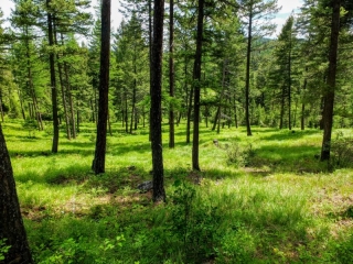 forest