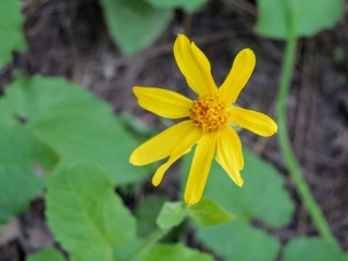 wildflower