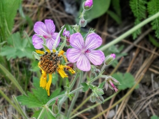 wildflowers