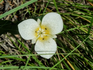 wildflower