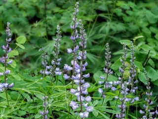 wildflowers