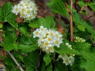 wildflowers