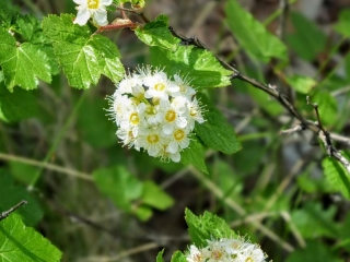 wildflowers