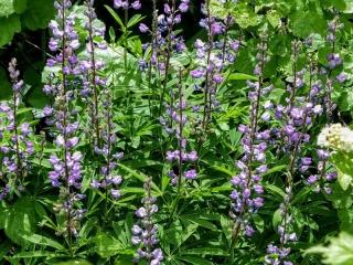 wildflowers
