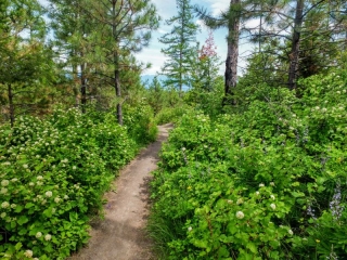 on the trail