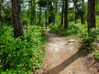 on the trail