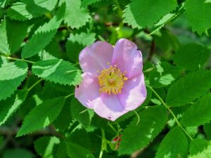 wildflower
