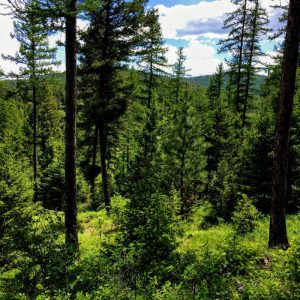 forest environment