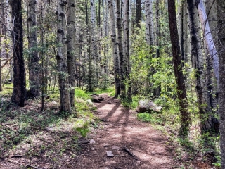 Aspen grove