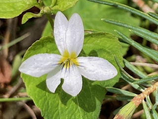 wildflower