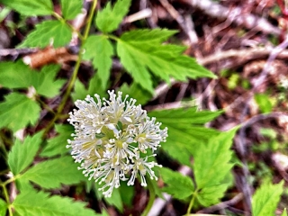 wildflower