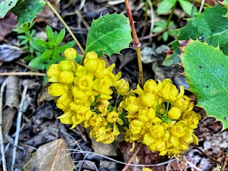 wildflowers