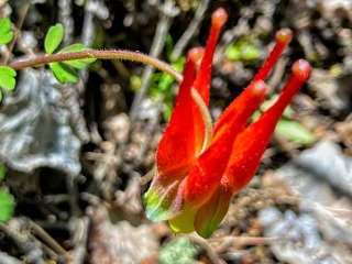 wildflower