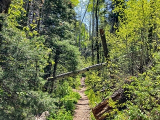fallen Aspen