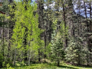 small meadow