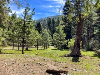 meadow