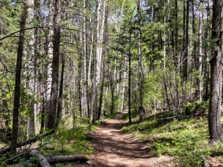 through some Aspens