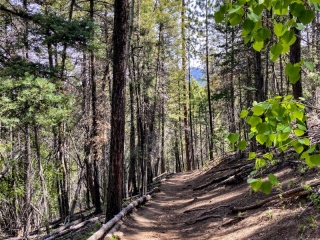 on the trail