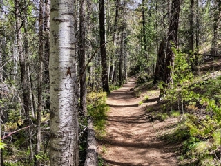on the trail