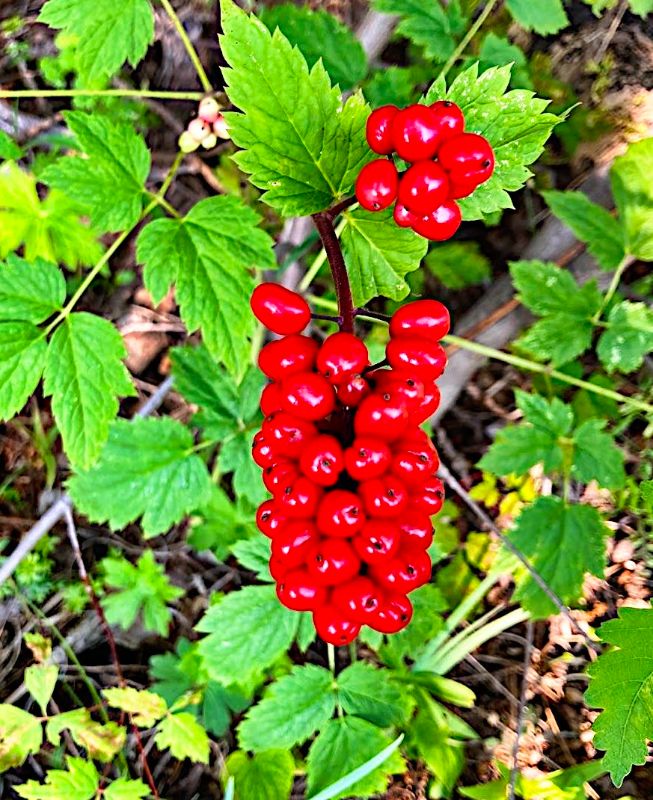 Red Baneberry .... snakeberry