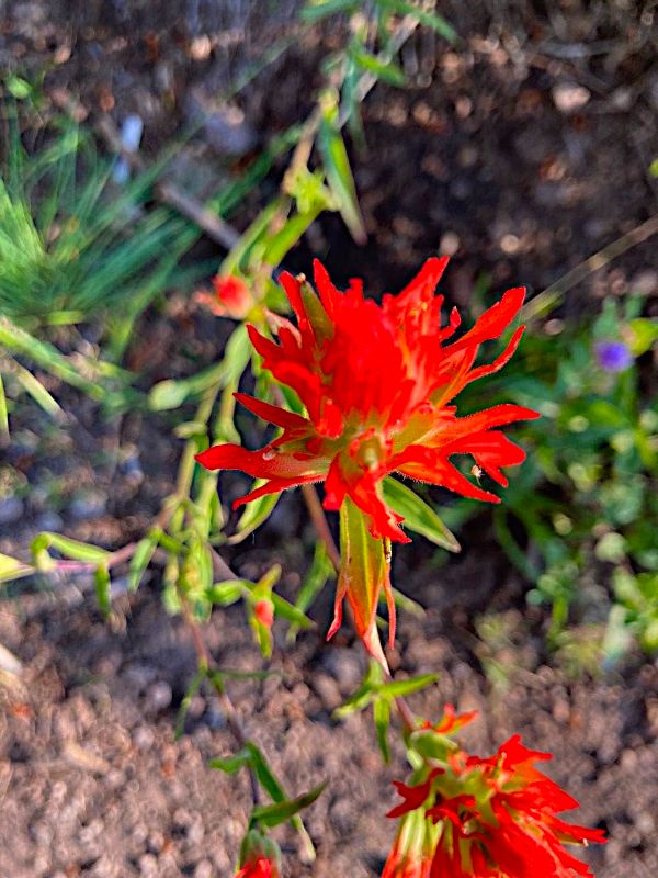 Giant Red Indian Paintbrush