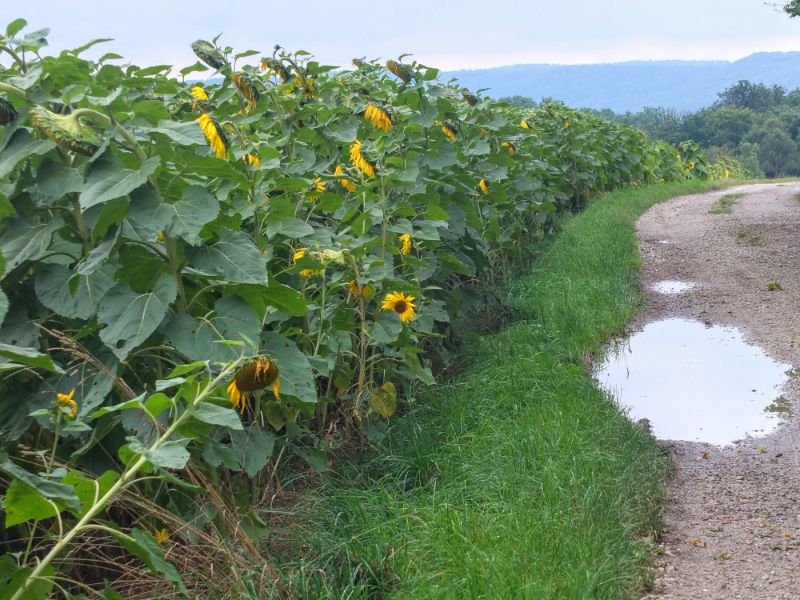 sunflower field along the way