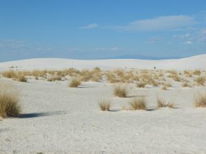 Blanco - aDSCF2987.jpg