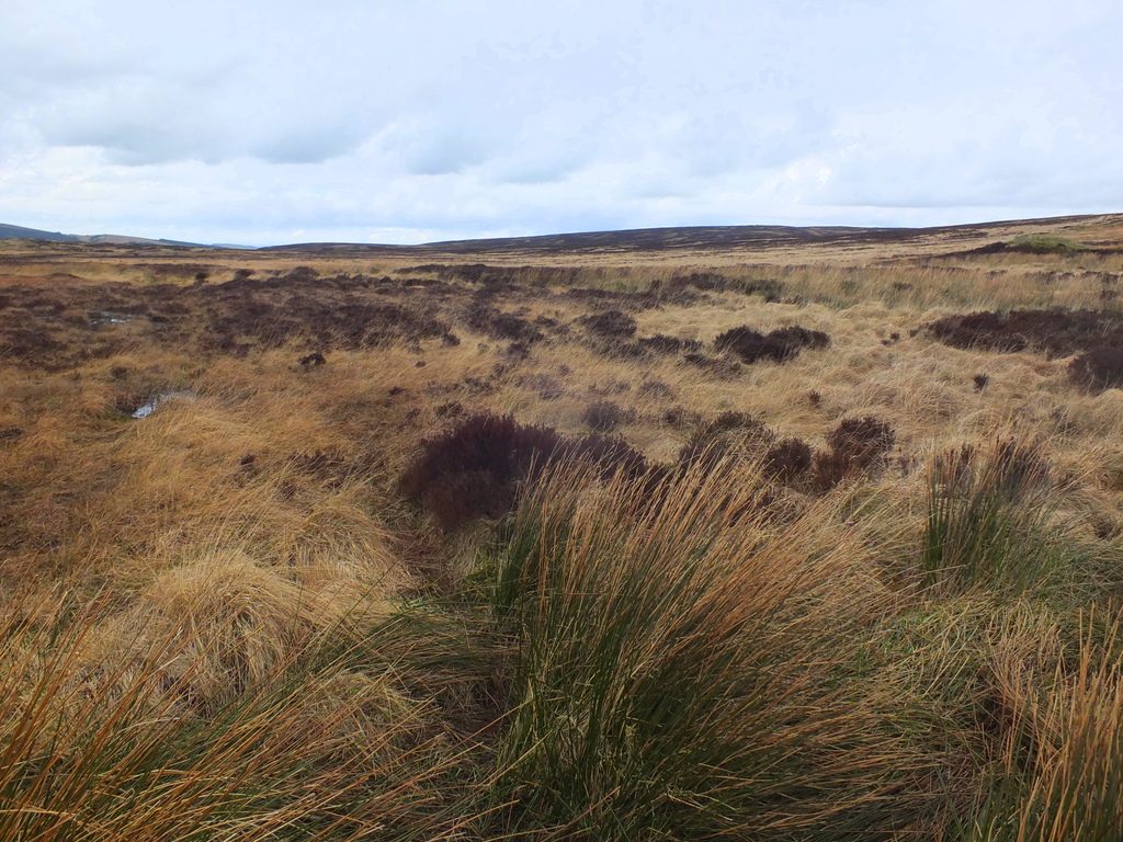 Buxton Moor MoorWalk - DSCF2642.jpg