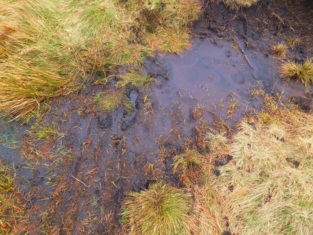 moor muck MoorWalk - DSCF2653.jpg