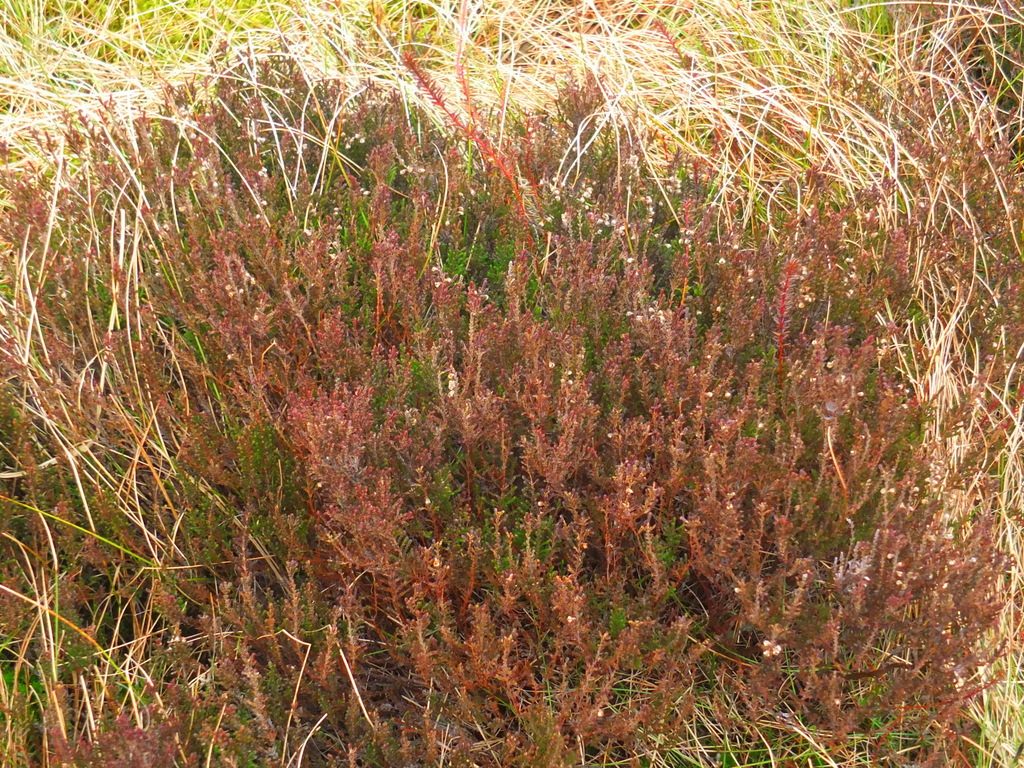 moor foliage MoorWalk - DSCF2655.jpg