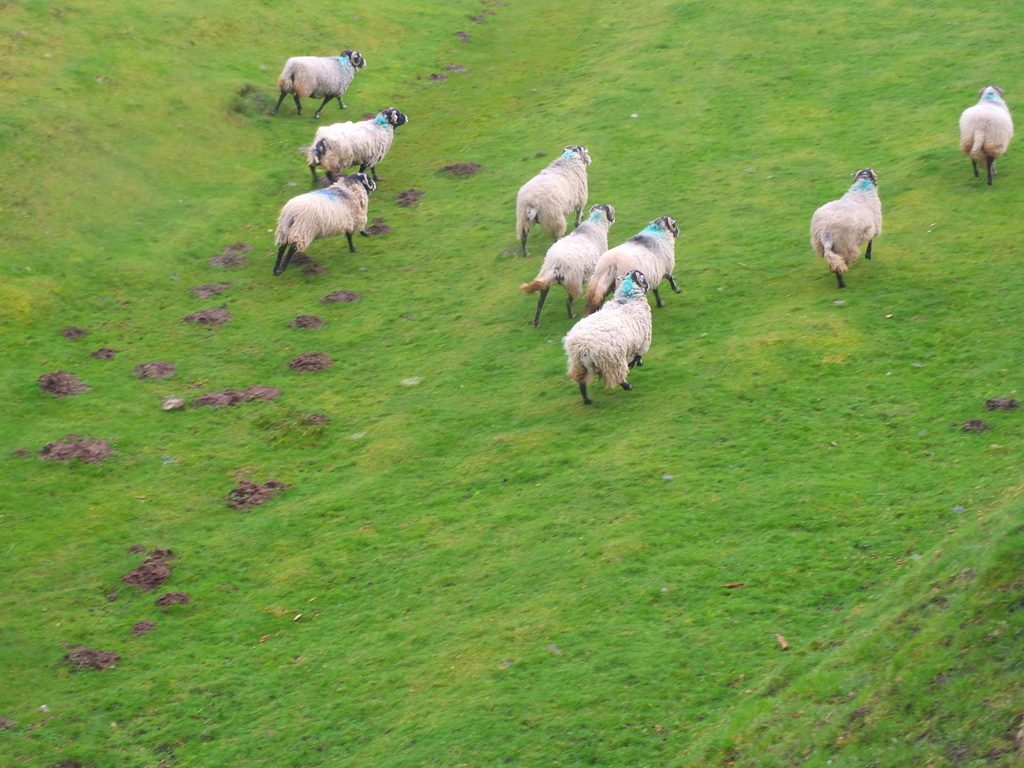 moor sheep MoorWalk - DSCF2673.jpg
