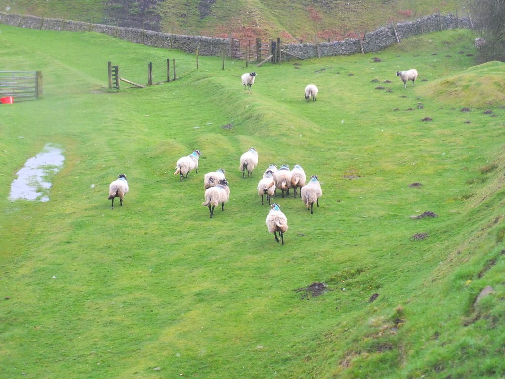 sheep MoorWalk - DSCF2674.jpg