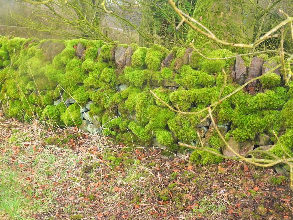 mossy MoorWalk - DSCF2676.jpg