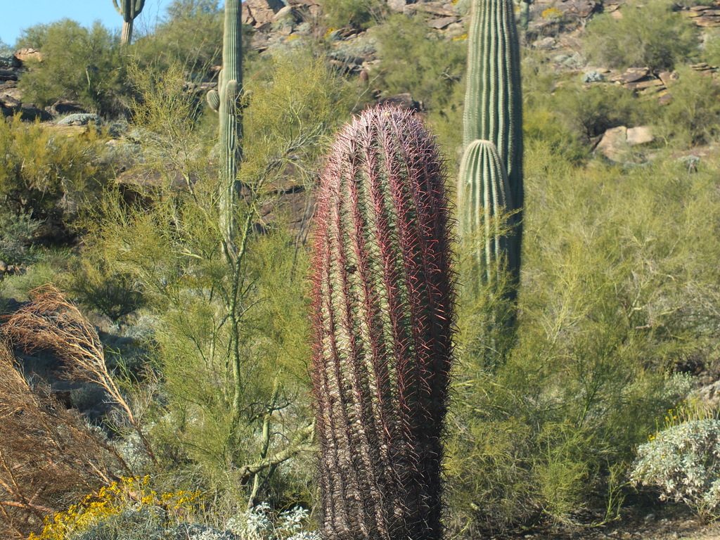 CactusLeague - DSCF7340.jpg