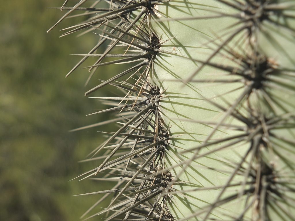 CactusLeague - DSCF7342.jpg