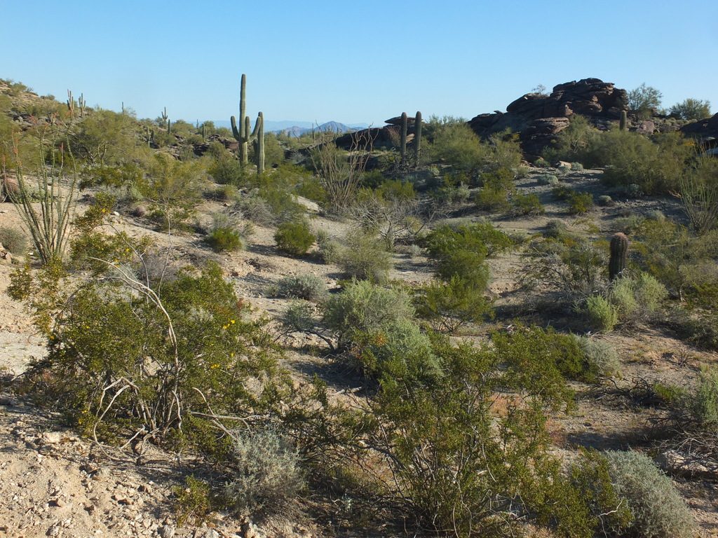 CactusLeague - DSCF7358.jpg