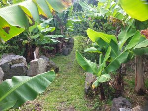 Banana trees
